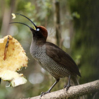 Brown Sicklebill